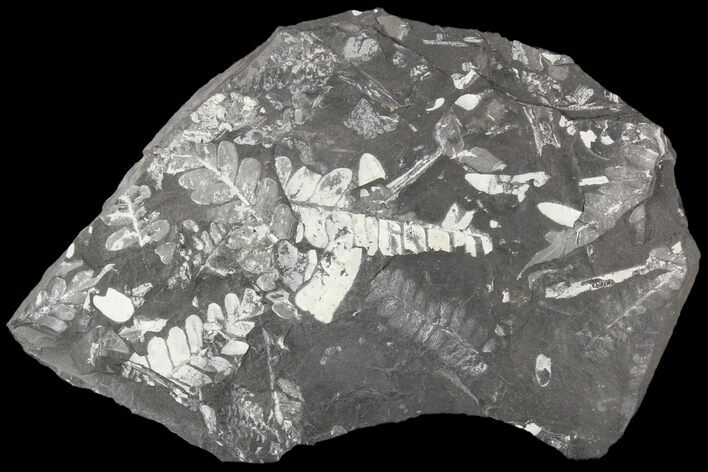 Wide Fossil Seed Fern Plate - Pennsylvania #79640